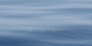 manta 2