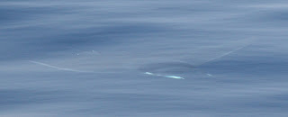 manta 3