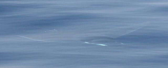 manta 3