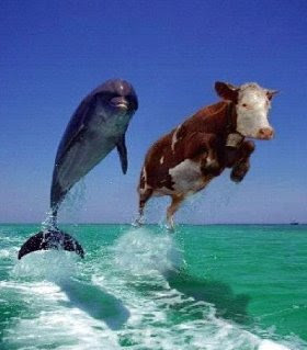 tuffo nel blu