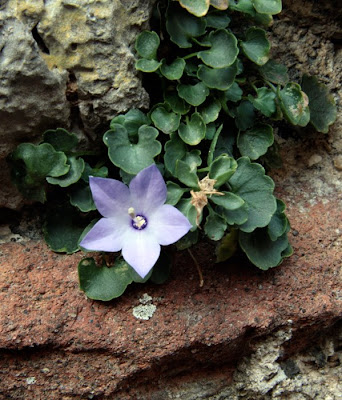 piccolo fiore