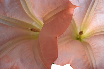 datura datura