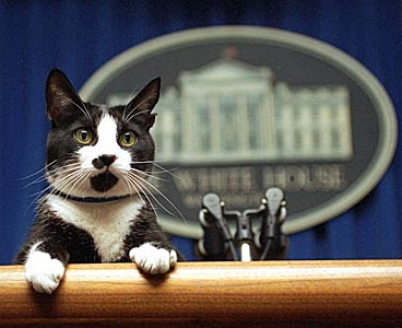 Socks_cat_1.JPG