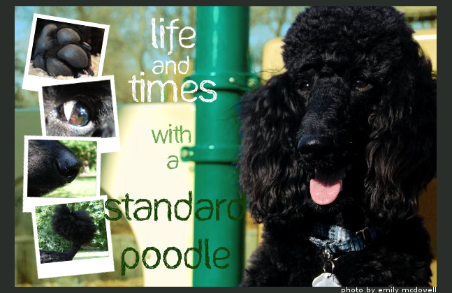 Life and Times with a Standard Poodle