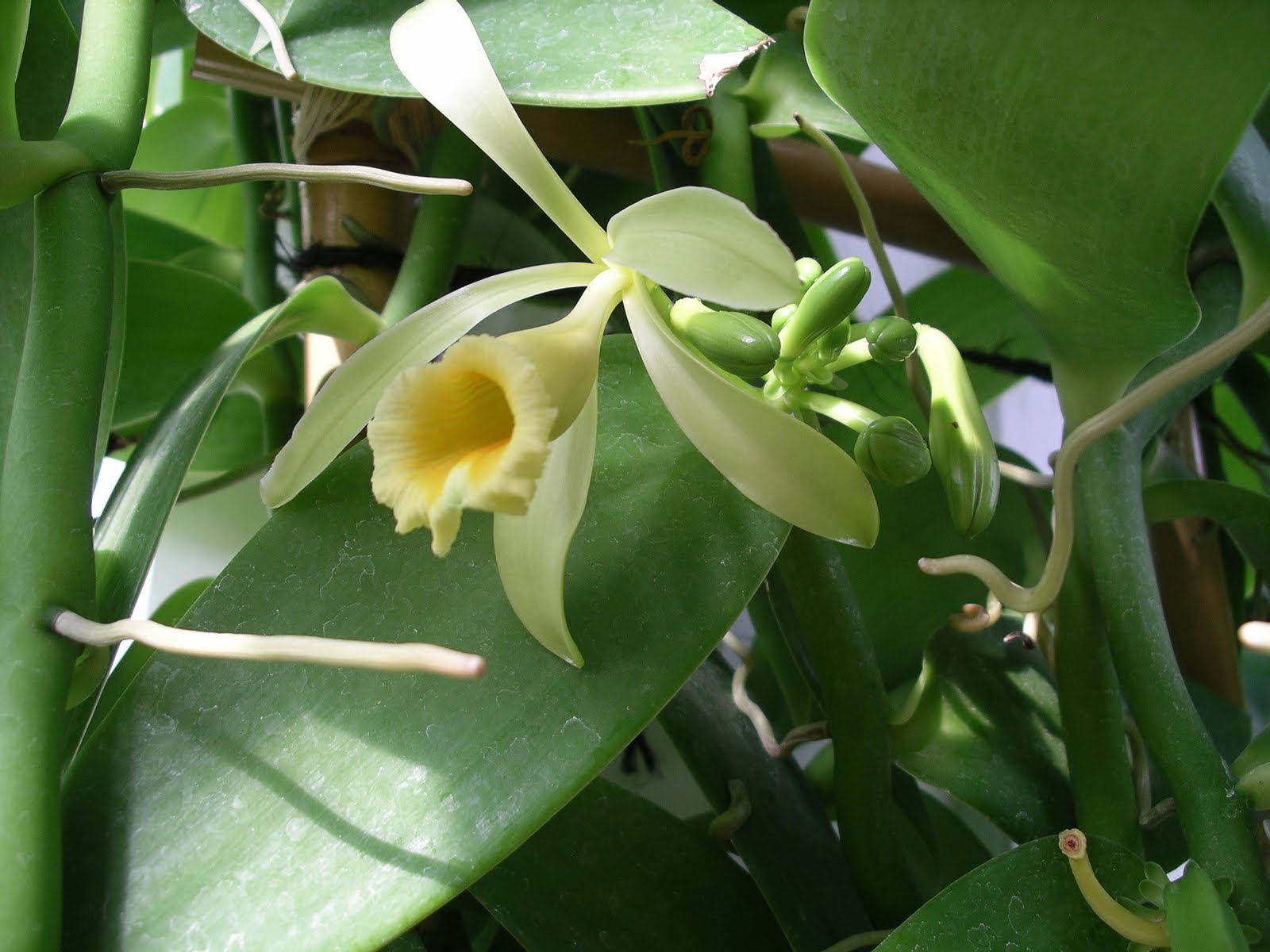 Gardener Blog Ahhhhh!! Vanilla orchids and Bromeliads!