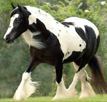 My Favorite Breed of Horse- The Gypsy Vanner