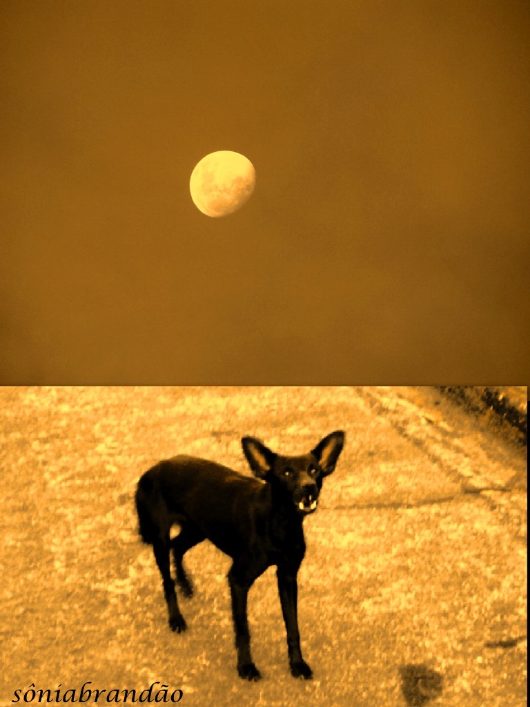 poesia & crônica Um cão uivando para a lua