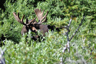Bull Moose