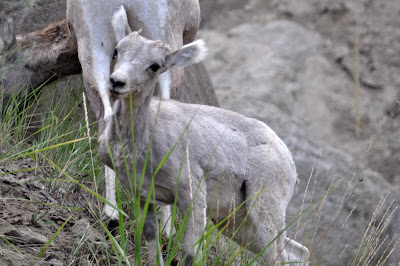 Bighorn Sheep Lamb