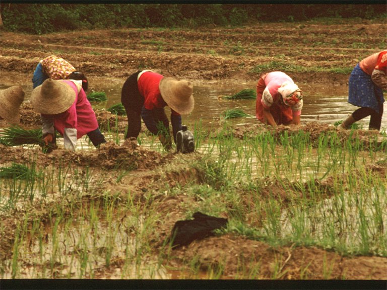 [ricefields.jpg]