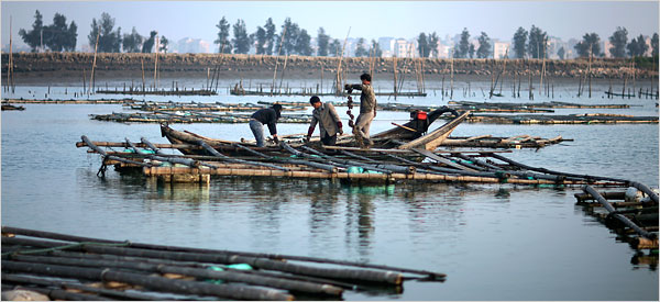 [china+fish+farming.jpg]