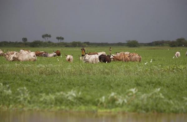 [Tana_river_cattle@large.jpg]