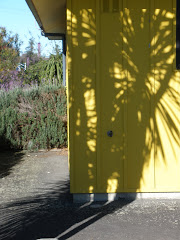 Cabbage Tree Shadows