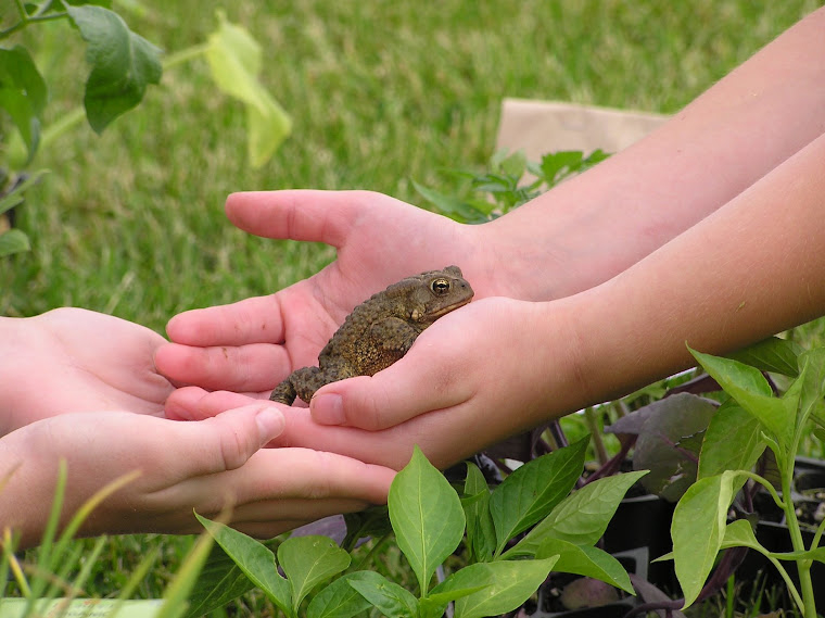 Garden Toad