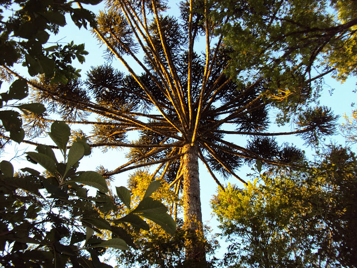 Pinheiro Araucaria Sitio Saltinho Mafra SC.