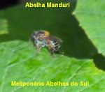 ABELHA MANDURI.