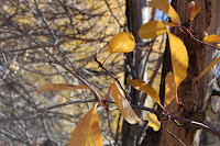 The last of the leaves in the cherry tree