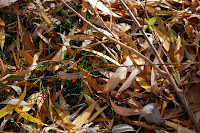 There are now more leaves on the ground than in the trees.