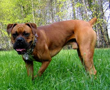 Boxer Dog Breeds With Pictures