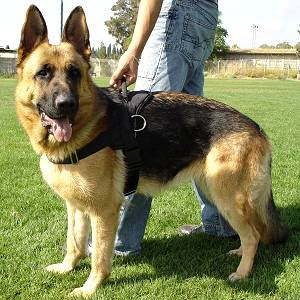 Pictures of German Shepherd Dog