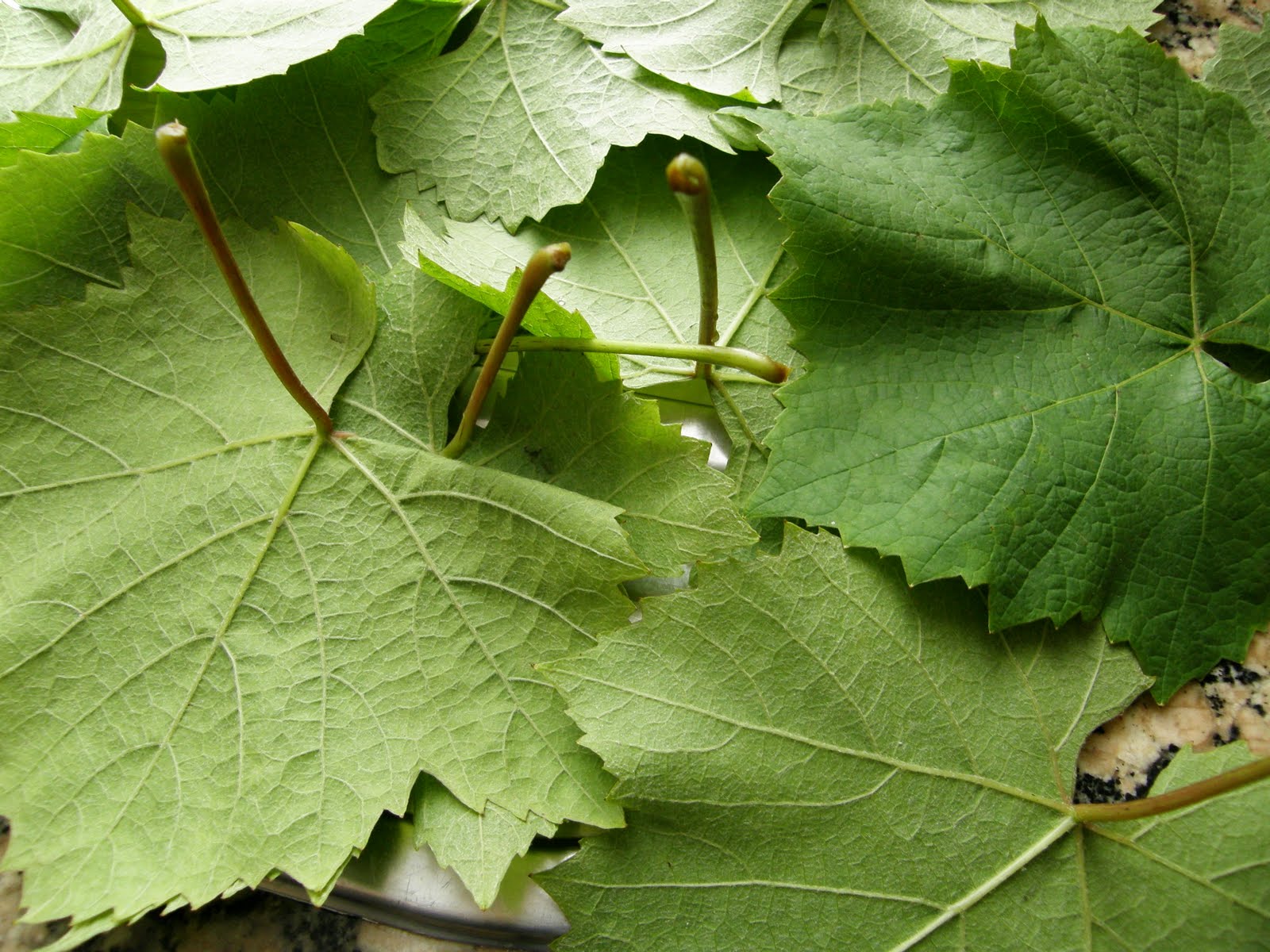 Amarenas Hojas de parra rellenas de arroz y carne al curry.