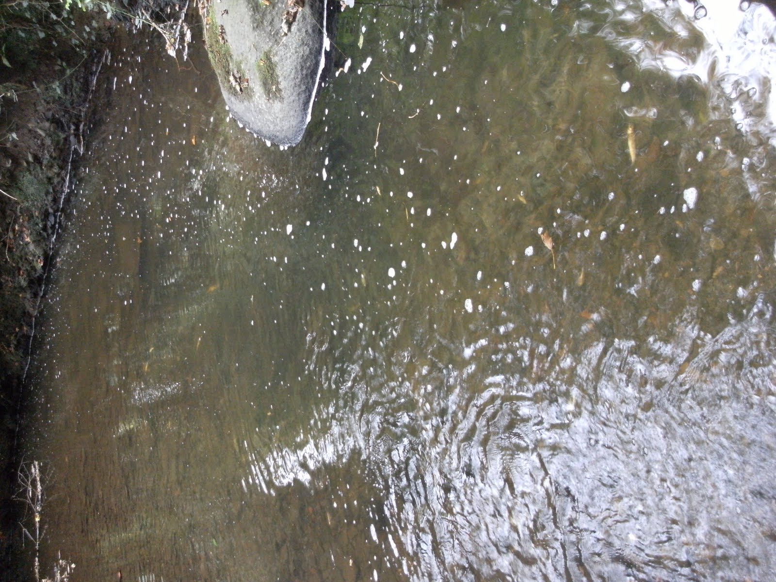 ADSEA Strangford Lough Sea Trout Project Fish kill, Crawfordsburn River