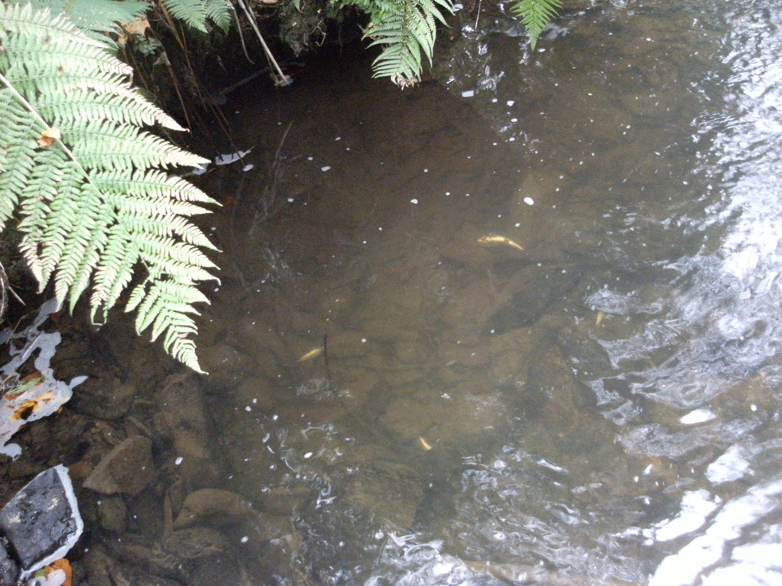 ADSEA Strangford Lough Sea Trout Project Fish kill, Crawfordsburn River