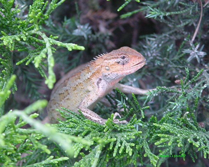 [lizard.jpg]