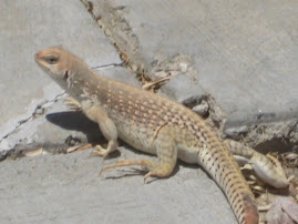 Lizard