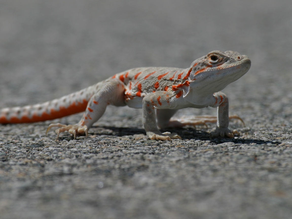 Lizard Blogspot NATURE: LIZARDS