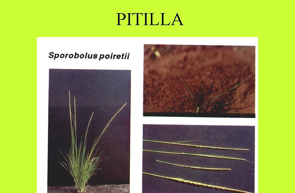 PRACTICA DE CAMPO MALEZAS COMUNES. SEGUNDA PARTE