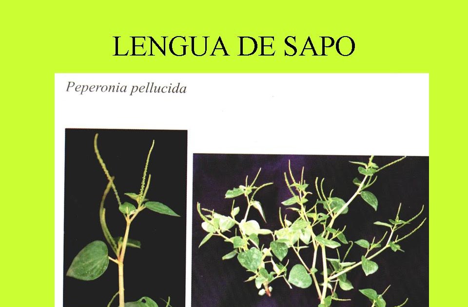 PRACTICA DE CAMPO MALEZAS COMUNES TERCERA PARTE