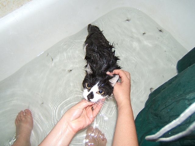 Hannah- the Intrepid little black and white