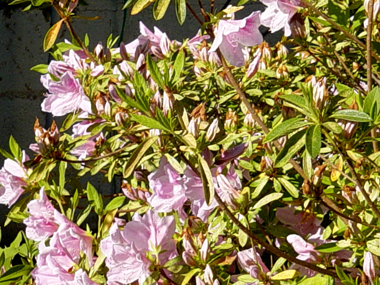 Americus Garden Inn Bed and Breakfast Iris, Azalea and Holly