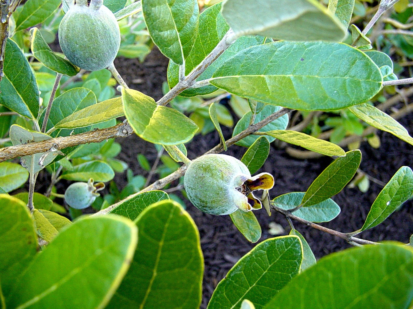 Americus Garden Inn Bed and Breakfast Fall Photos of our Americus