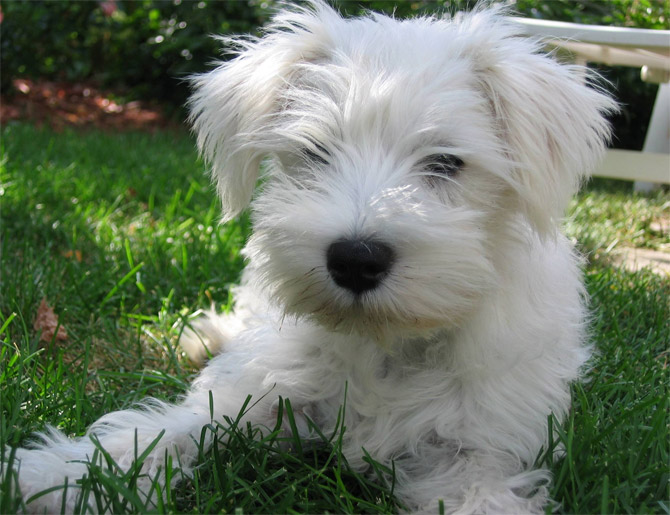 Perros Schnauzers Miniatura Perros Schnauzers Miniatura