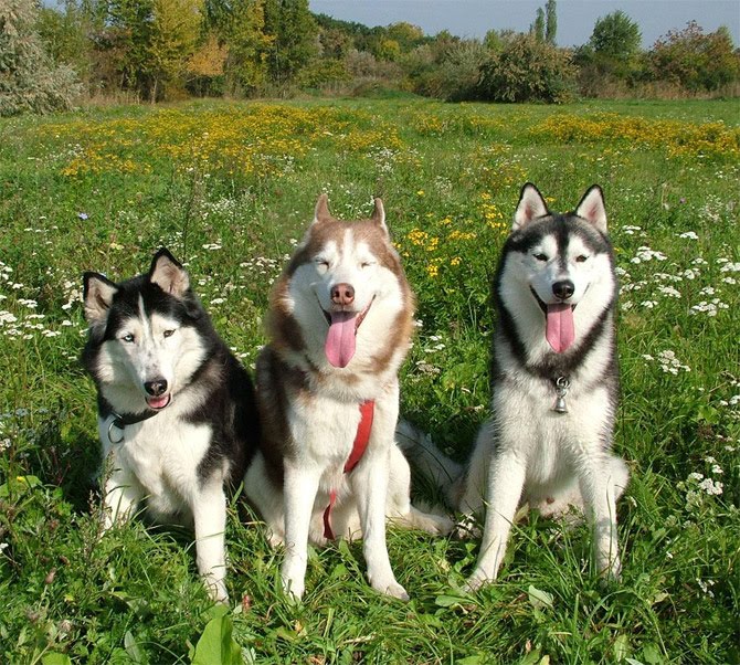 Perros Husky Siberiano Perros Husky Siberiano