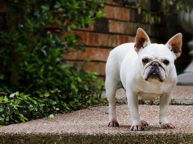 Perros Bulldog Francés Perros Bulldog Francés