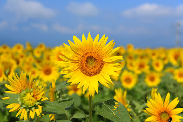 flor del sol