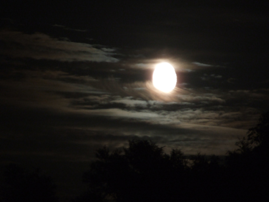 DOVIA MOONLIT NIGHT dovia-moonlit-night