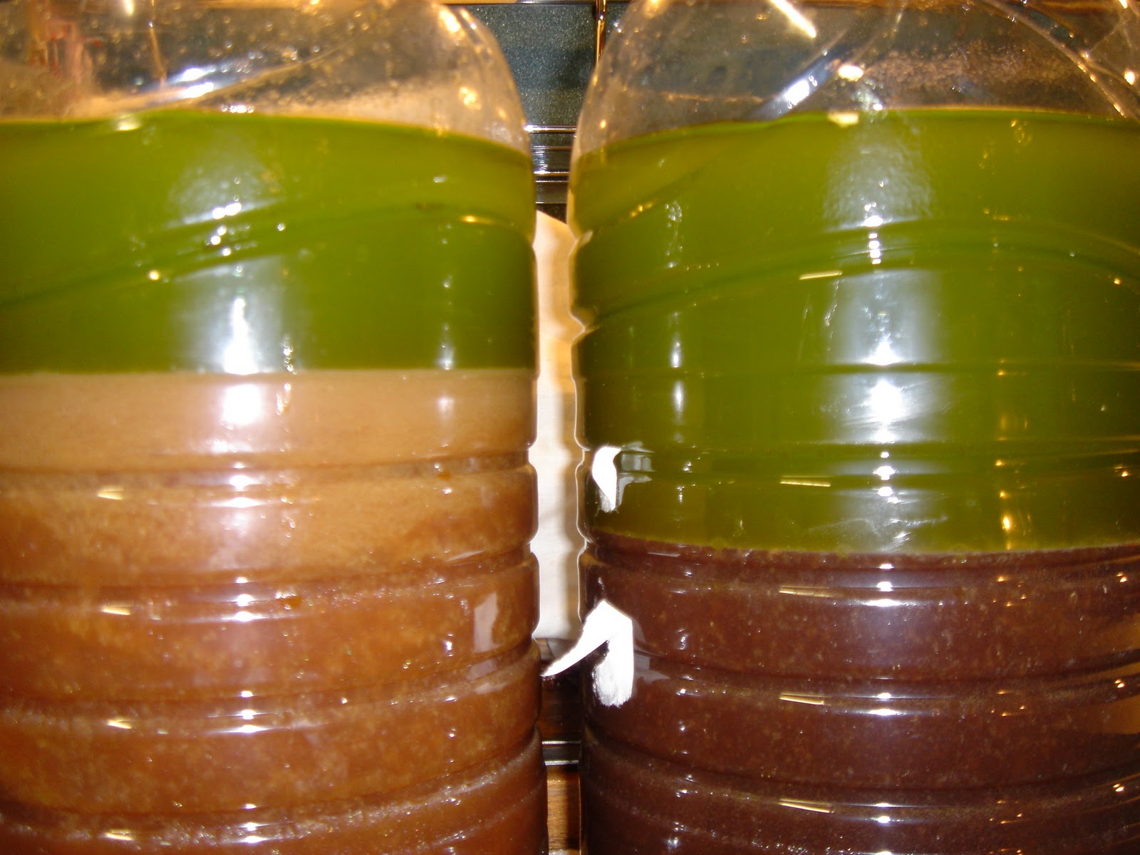 Síntesis de 28+ artículos: como hacer aceite de oliva en casa ...