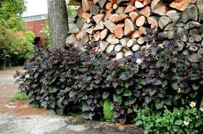 NEW! 100 PERILLA FRUTESCENS FLOWER SEEDS/ANNUAL/2000 TIMES AS - Foto 10