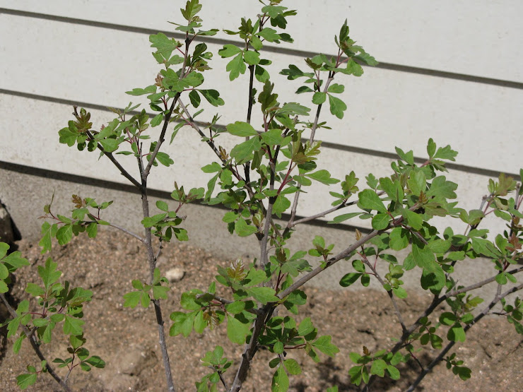 Three-Leaved Sumac