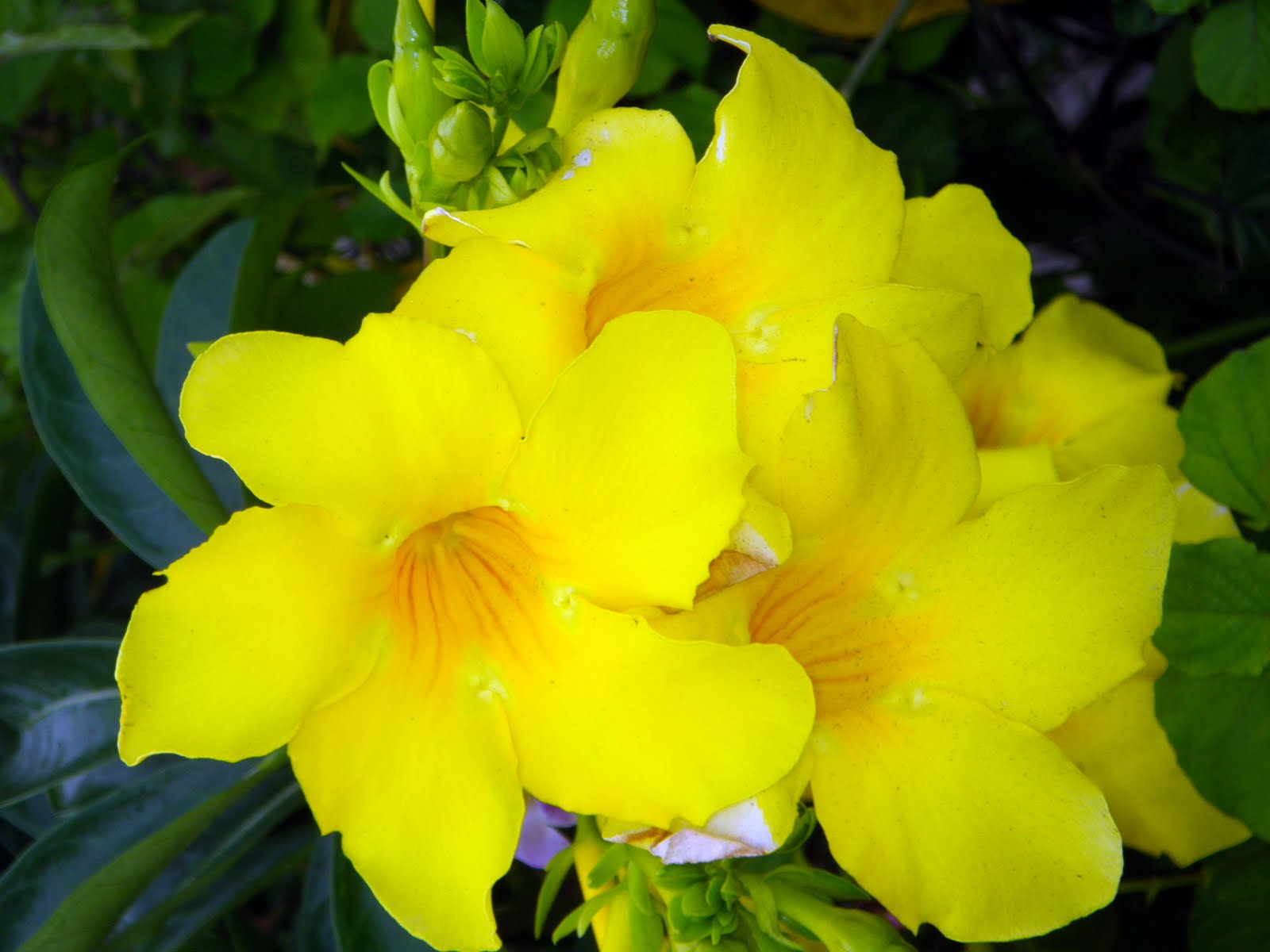 I GUANA Live in the US VIRGIN ISLANDS More Tropical Flowers