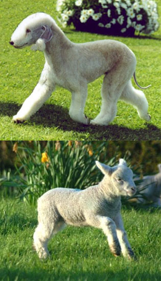 sheep terrier