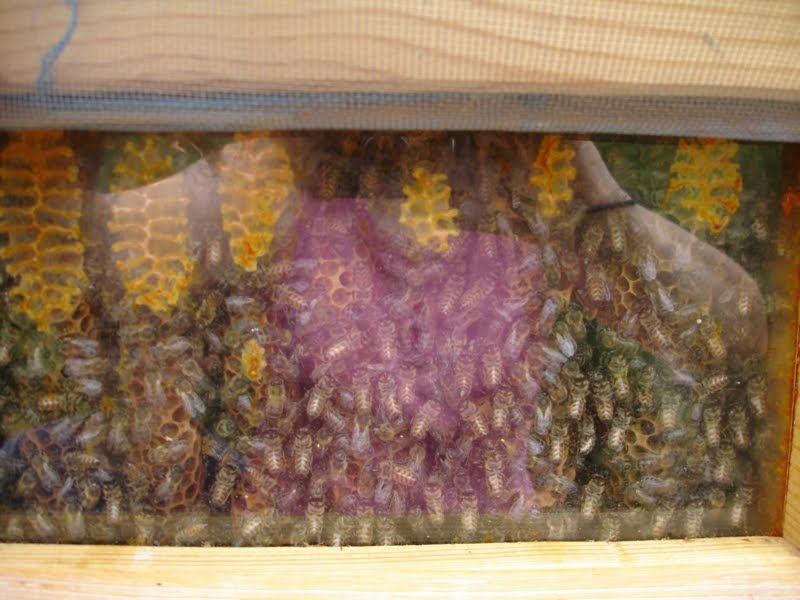 comment remplir une ruche vide