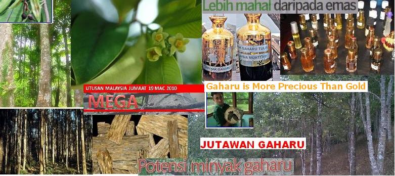 GAHARU = AGARWOOD = BLACK GOLD OF THE FOREST =  WOOD OF THE GODS