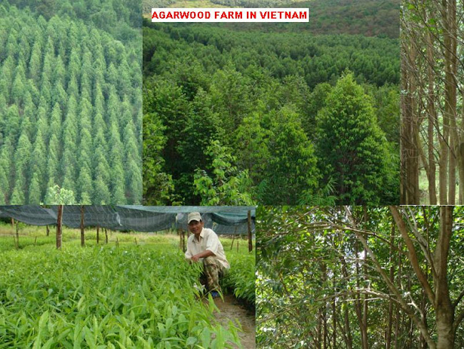AGARWOOD FARM IN VIETNAM