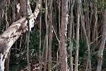 Stand of trees, Florida