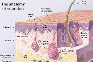 La Piel: Epidermis y Dermis skin burn diagram 